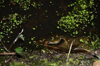 Grenouille verte 