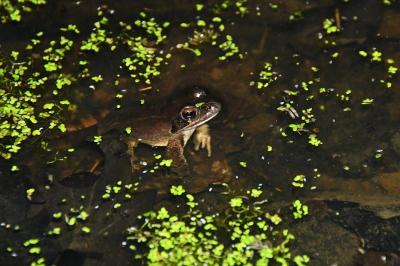 Grenouille agile 