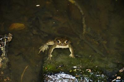 Crapaud commun 