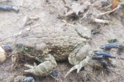 Crapaud calamite 