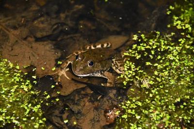 Grenouille agile 