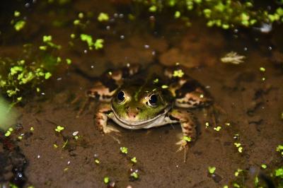 Grenouille verte 