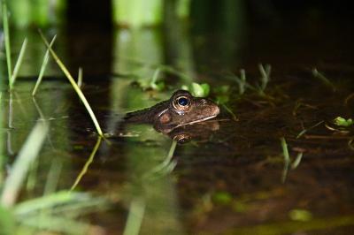 Grenouille agile 