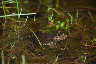 Grenouille agile 