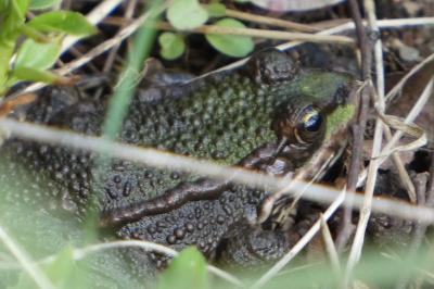 Pelophylax kl. esculentus