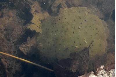 Grenouille agile 