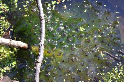 Grenouille agile 