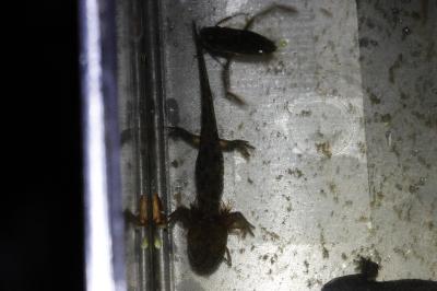 Salamandre tachetée 