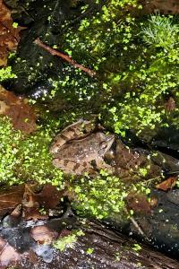 Grenouille agile 