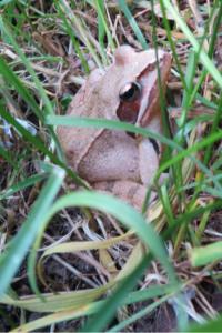 Grenouille agile 