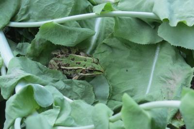 Grenouille verte 