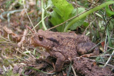 Crapaud commun 