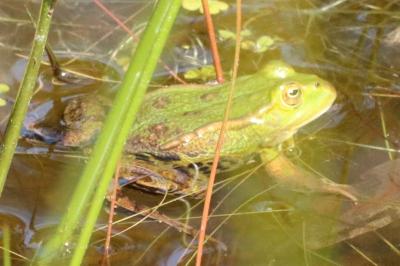 Grenouille de Lessona 