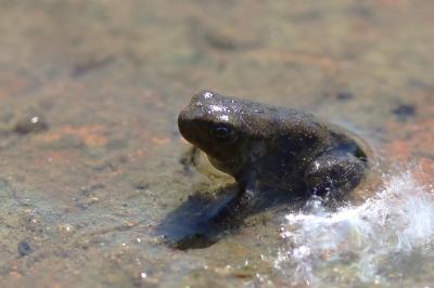 Crapaud commun 
