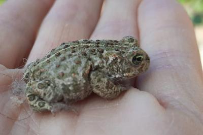 Crapaud calamite 