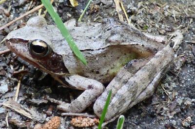 Grenouille agile 