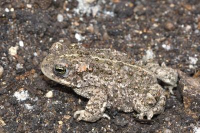 Crapaud calamite 