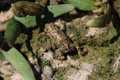 Crapaud calamite 