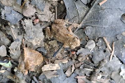 Crapaud commun 