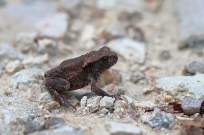 Crapaud commun 