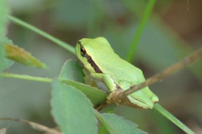 Rainette verte 