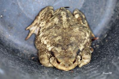 Crapaud commun 