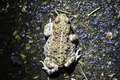 Crapaud calamite 