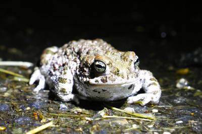 Crapaud calamite 