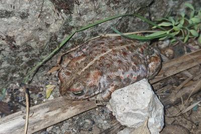 Crapaud calamite 