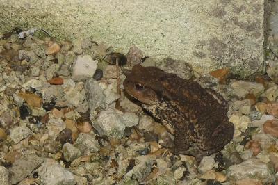 Crapaud commun 