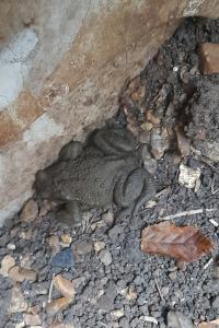 Crapaud commun 