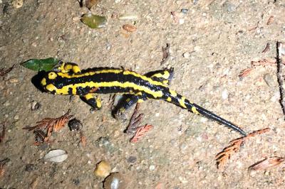 Salamandre tachetée 