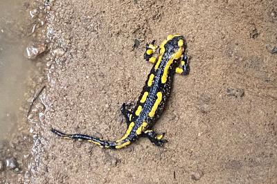Salamandra salamandra