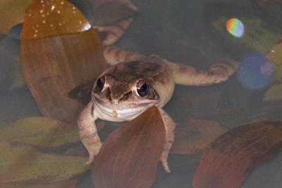 Grenouille agile 