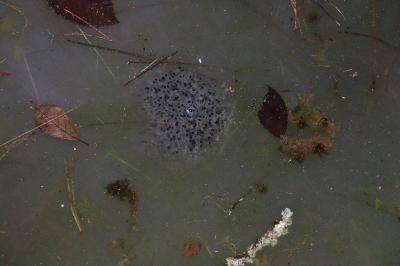 Grenouille agile 