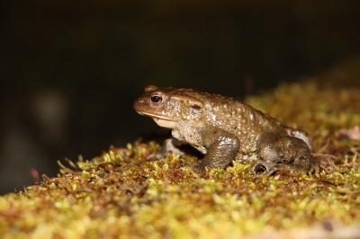 Crapaud
