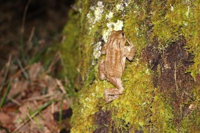 Crapaud