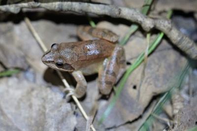 Grenouille agile 