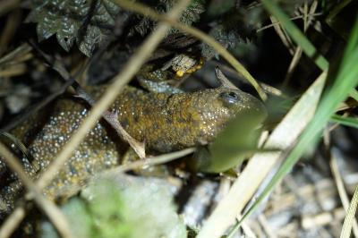Triturus cristatus