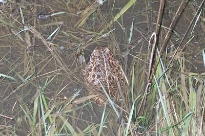 Crapaud calamite 
