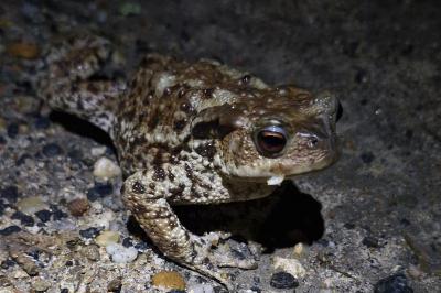 Crapaud épineux 