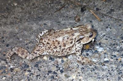 Crapaud épineux 