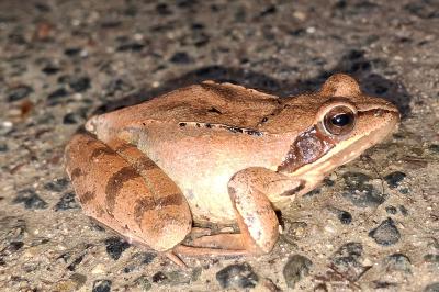 Grenouille rousse 