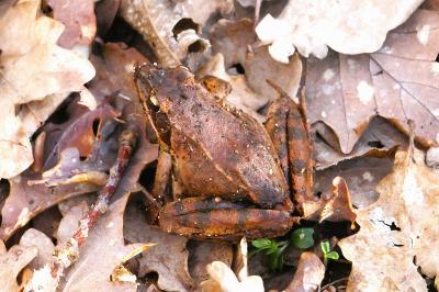 Grenouille agile 