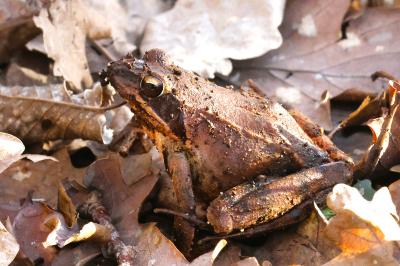 Grenouille agile 
