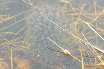 Grenouille agile 