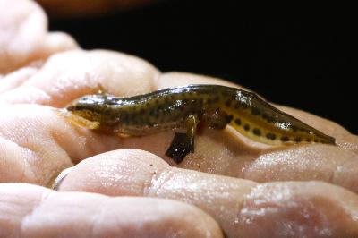 Triton palmé 