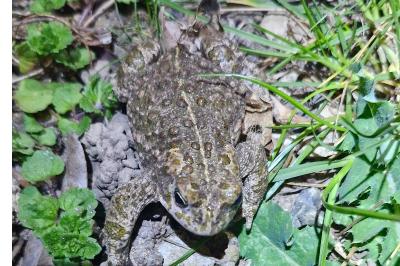 Crapaud calamite 