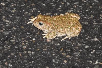 Crapaud calamite 