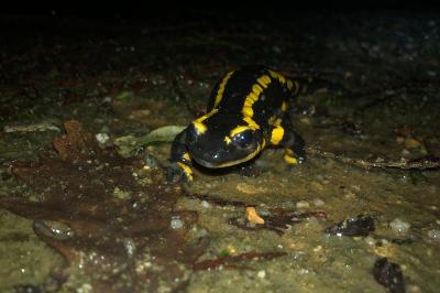 Salamandre tachetée 
